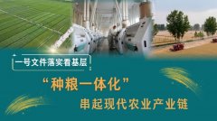 一号文件落实看下层丨“种粮一体化”串